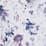 soft light grey floral whisps