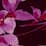 cranberry watercolor floral