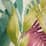 cream fresh tropical, $59.97