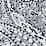 black eclectic paisley